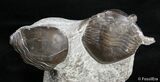 Double Isotelus Trilobite From Ontario #3070-4